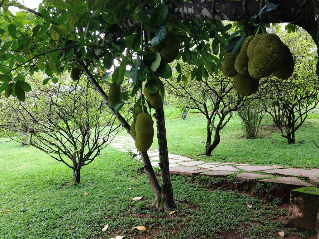 Aguas Vivas Hotel Fazenda Pirenópolis Extérieur photo